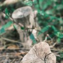 중앙공원 산책로 이미지