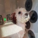 개들랜드 이미지