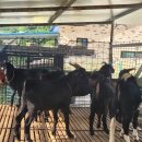 안평염소농장 이미지