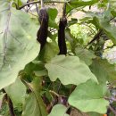 횃불농장 | 천안 도시농부학교9기 여름방학 4주 차(마지막) 후기, 주말 농장, 텃밭 농사, 도시 농부, 귀농 귀촌