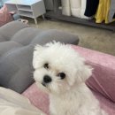 펫밀리쌀롱 이미지