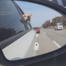 랑개 이미지
