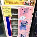 슈슈댕 이미지