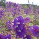 아리스타타 이미지