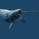 Narwhal 일각고래 이미지