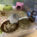 어울림동물메디컬센터 | 유자 10/2 ~ 12/7 병원기록 리베동물병원/하나동물병원 유자 일기 19.12.09