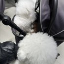 리라동물병원 이미지