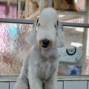 솜솜 애견미용 이미지