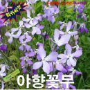 야향
