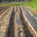 푸른솔농장3 이미지