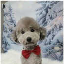 행복한 애견 미용 이미지