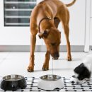 펫시터(반려견) 자격증 과정 이미지