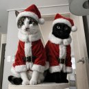 장터씽크 | 프로젝트돌 못간 사람의 지름후기