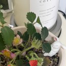 카리스농장 이미지