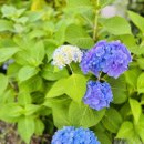 인동저녁노을 이미지