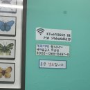 신일본식 돈까스 이미지