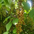 장수농원 이미지