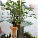 해피트리 이미지