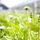 하얀민들레 이미지