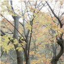 11월 장산의 식생 - 서어나무 이미지