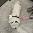 개프탑라운지 | 강아지 운동장에 수영장까지 있는 애견카페 청주 수암골 [개프탑라운지]