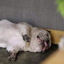 오라켄넬 이미지