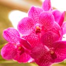 양란(Orchids) - Vanda 이미지