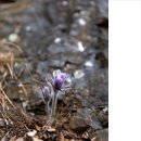 3월25일(토) 동강 할미꽃 그리고 백운산 이미지