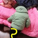 송아지 PC 이미지