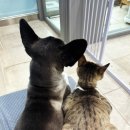 꼬리치랑개 이미지