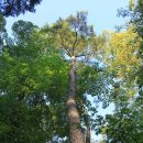 나무한그루 이미지