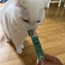 오복누리 | [ 고양이 츄르 ] 오복누리 누리츄 추천후기
