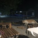 수덕 캠핑장 이미지