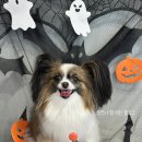 견공간샵 이미지