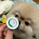 헬로동물병원 | [헬로마이펫 해충방지클립] 다이소 출시 가성비 좋은 봄 여름 산책 필수템 후기 두둥🐾