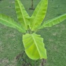 호프나라 이미지