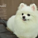 둘리애견미용샵 이미지