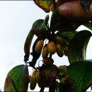 신장농장 이미지