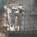 강이랑 아지랑 이미지