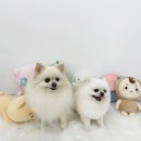 퍼피루미 이미지