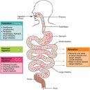 PT전문 레몬 이미지