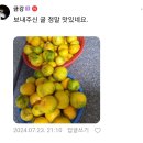 🍊 맛 보장 ! 🍊 한번 냉장고에 넣고 드셔보세요 제주하우스귤 저렴하게 판매합니다 이미지