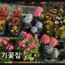 세기꽃집