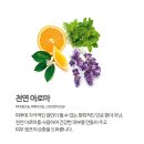 지글로벌 | 데빌터치 팜므파탈 디톡폼이궁금해요