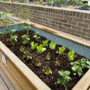 수원농협 경제사업장 | 아파트 텃밭에 모종심기(수원농협 경제사업장)🌱