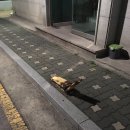쭈쭈쭈 Daum카페