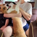 맑은숲동물병원 이미지