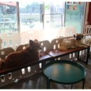 너와함개냥 이미지