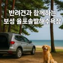 보성 율포솔밭해수욕장, 반려견과 함께 차박하는 꿀팁 총정리