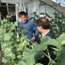 곡성멜론 이미지